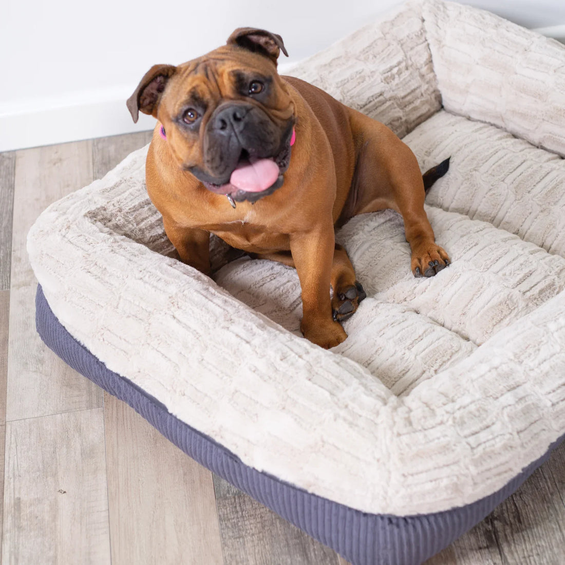 Top 5 Must-have Pet Supplies Every Home Should Have