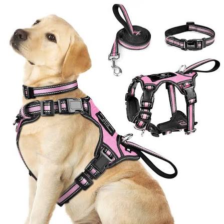 Leashes and Harnesses