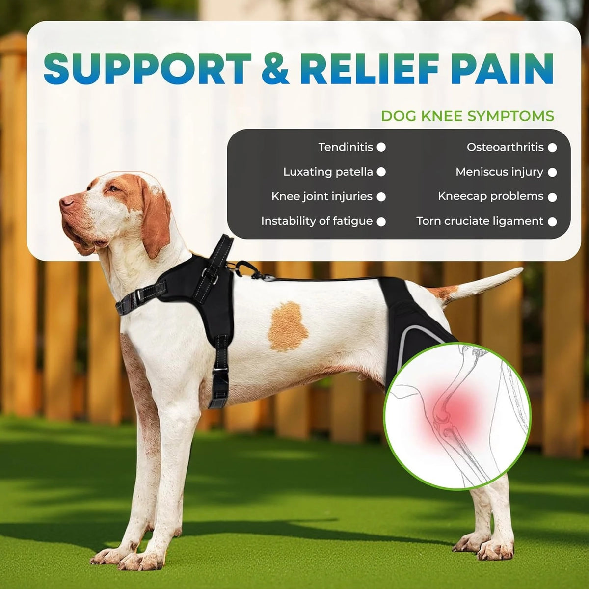 Dog Knee Brace Support for Hind Leg with Traction Rope, Adjustable Design For Joint Pain- Right Rear Leg with Integreted Harness